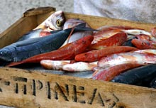 Fangfrischer Fisch