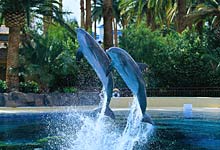 Dolphin Habitat des Mirage
