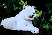 Wei&szlig;er Tiger in Siegfried & Roy's Secret 