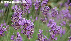 Aromatherapie Aromatherapie