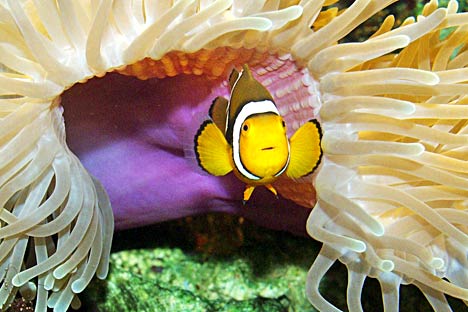 Clownfisch in einer Anemone 