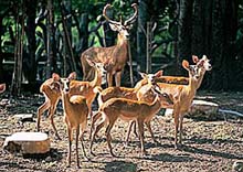 Gehege im Dusit Zoo