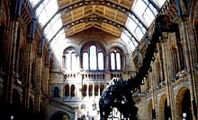 Eingangshalle mit Diplodocus-Skelett