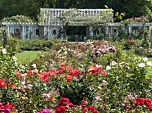 Rosengarten im Brooklyn Botanic Garden