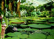 Tropenhaus mit Riesenseerosen