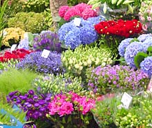 Auswahl auf dem Blumenmarkt