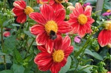 Mignondahlie im Dahliengarten
