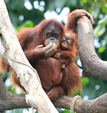 Orang Utan im Tierpark Hagenbeck Orang Utan im Tierpark Hagenbeck