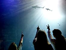 Haie im Tropenaquarium Hagenbeck
