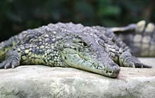 Im Tropenaquarium leben auch Krokodile