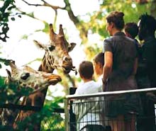 Giraffen-Fütterung auf einer Plattform Giraffen-Fütterung auf einer Plattform