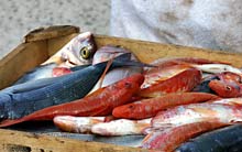 Im Al Brindisi gibt es fangfrischen Fisch