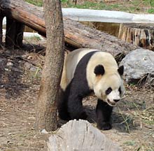 Panda im Zoo von Peking