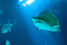 Haie im Ocean&aacute;rio