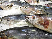 Frischer Fisch