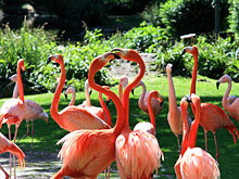 Flamingos im K&ouml;lner Zoo