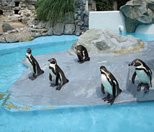 Pinguinbecken im K&ouml;lner Zoo