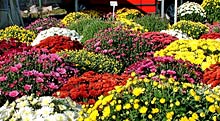Blumenst&auml;nde auf dem Markt