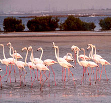 Flamingos im Naturschutzpark