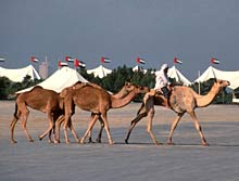 Kamelrennbahn in Dubai