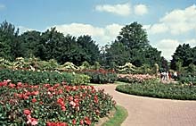 Queen Mary&lsquo;s Rosengarten im Regent&lsquo;s Park