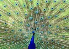 Pfau im Dresdner Zoo