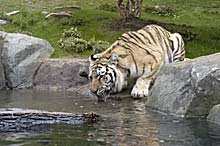 Bronx Zoo