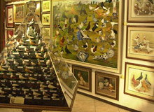 Vitrine und Bilder von Tauben