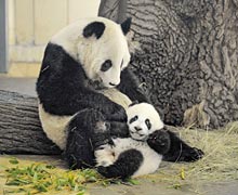 Pandababy Fu Hu 