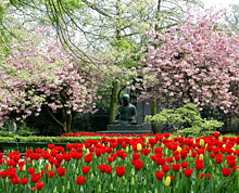 Blumenmeer im Fr&uuml;hling