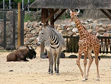 Gnu, Zebra und Giraffe im Zoo