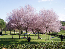 Park der Villa Borghese im Fr&uuml;hling