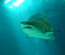 Hai im Ocean&aacute;rio
