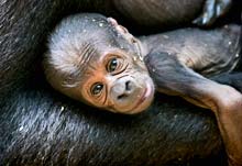 Affenbaby im Z&uuml;rcher Zoo