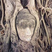 Buddhakopf im Wat Mahatat