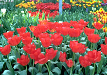 Tulpengarten in Amsterdam