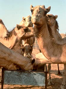 Einh&ouml;ckrige Dromedare hei&szlig;en hier camel