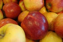 &Auml;pfel aus dem Alten Land