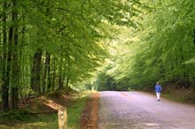 Sachsenwald