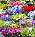 Blumenmarkt Amsterdam