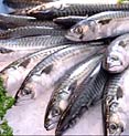 Frischer Fisch in Hamburg