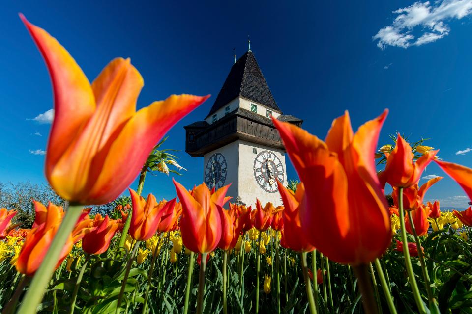 Frühling am Grazer Schlossberg