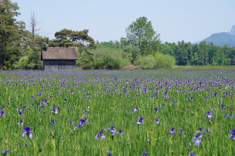 Ruggeller Riet