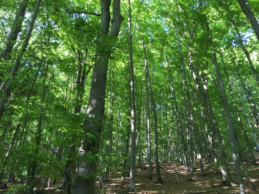 Nördliches Ellertal – Rundweg am Stammberg
