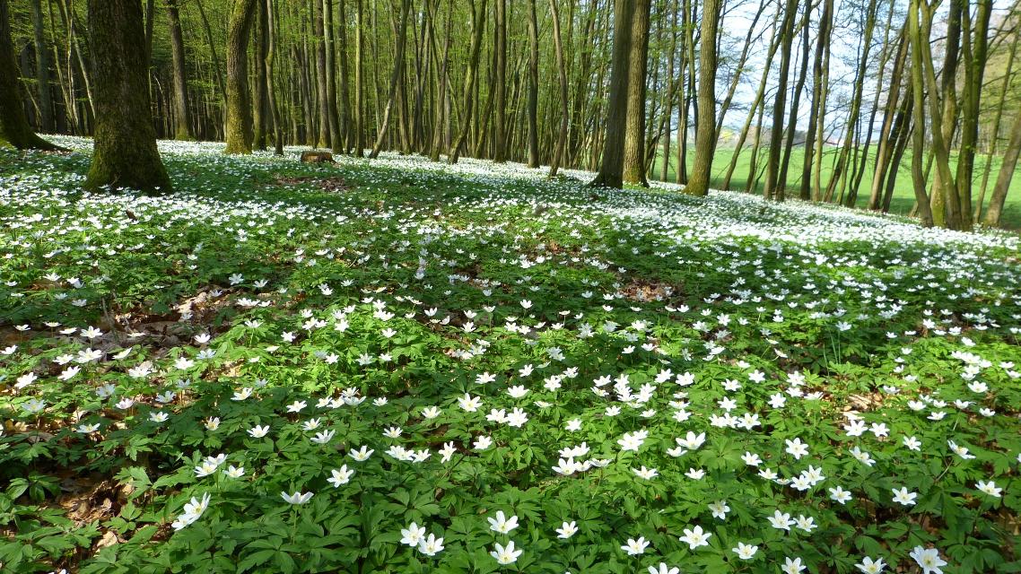 Nördliches Ellertal ? Rundweg am Stammberg