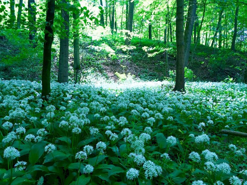 Nördliches Ellertal – Rundweg am Stammberg