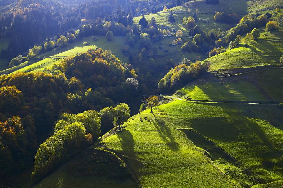 Ferienregion Schwarzwald: Blick auf die steilen Talhänge im Münstertal im südlichen Schwarzwald.