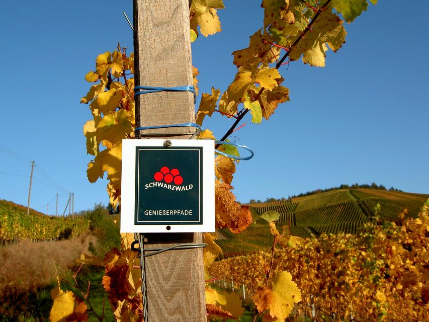 Der Durbacher Weinpanorama gehört zu den Schwarzwälder Genießerpfaden.