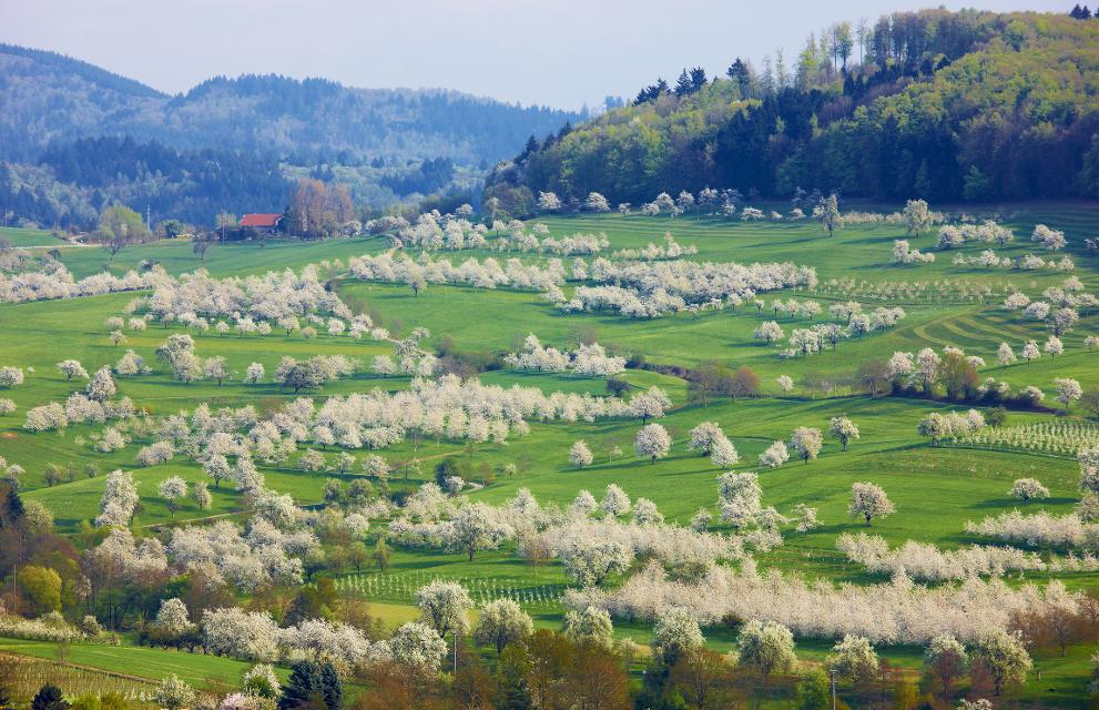 Zwischen Rhein und Schwarzwaldbergen liegt das Markgräflerland. Es beginnt im Süden bei Freiburg und reicht bis Weil am Rhein. Die Weinberge ziehen sich bis zu den Schwarzwaldwäldern empor, heimelige Winzerdörfer säumen die Straßen, Ackerfelder und Obstwiesen liegen dazwischen. Namhafte Orte sind Staufen, Münstertal, Müllheim, Badenweiler, Kandern. Das Bild zeigt die prachtvolle Kirschblüte im Tal von Feldberg-Niedereggenen.