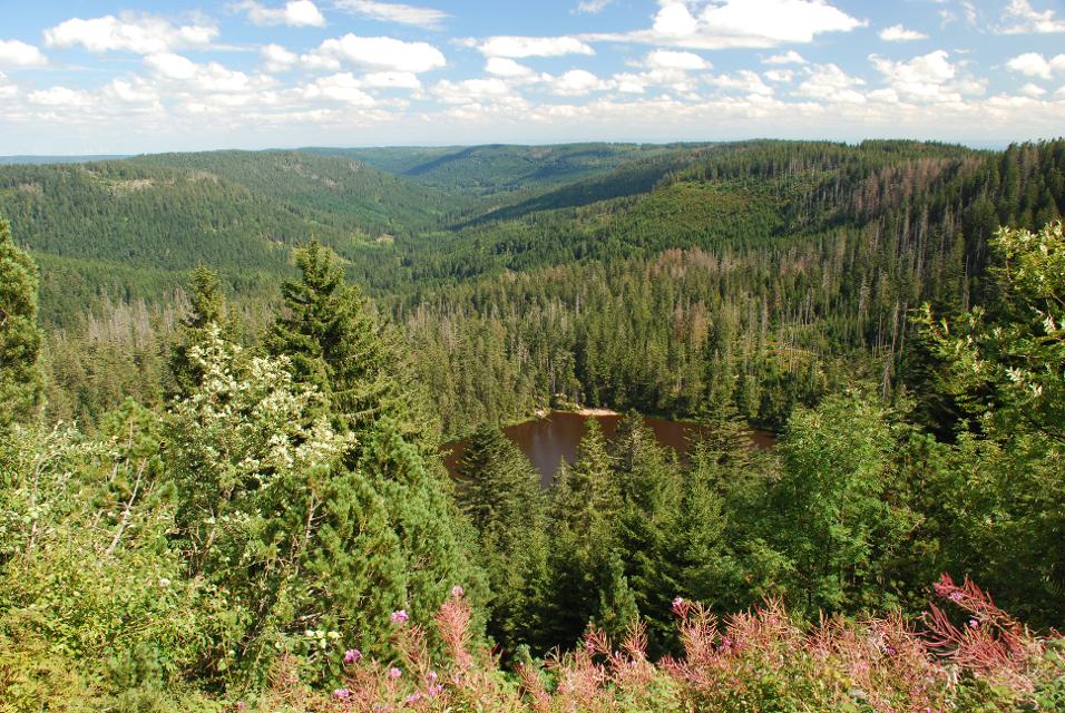 Wilder See im Naturschutzgebiet Bannwald